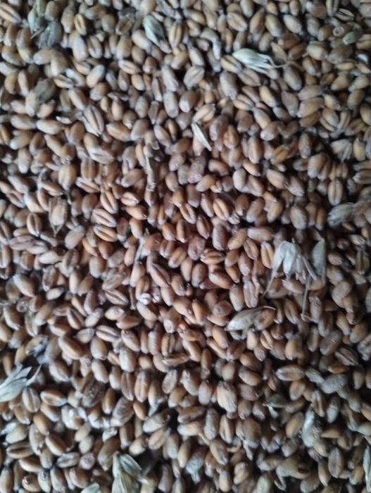 Продам пшеницю 2025