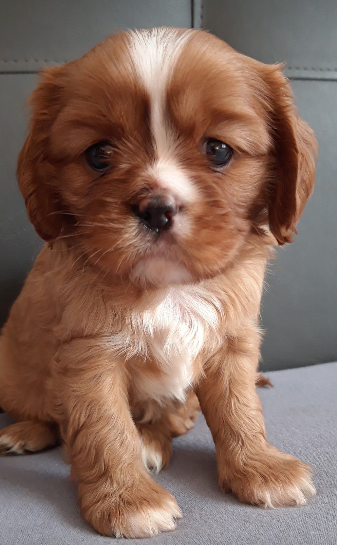 Cavalier King Charles spaniel