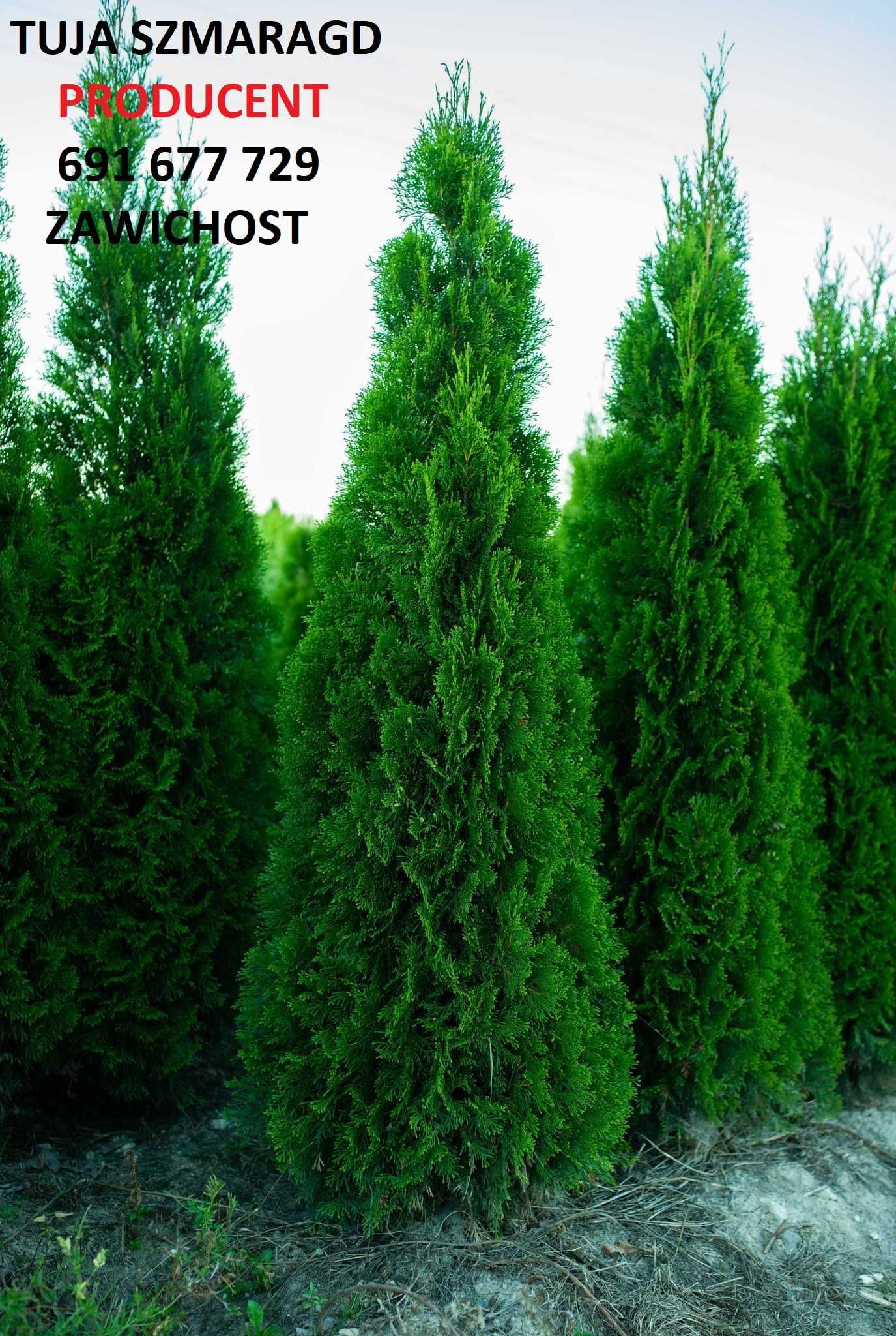 Thuja Tuja Tuje Szmaragd 150-160cm z gruntu PRODUCENT sadzimy