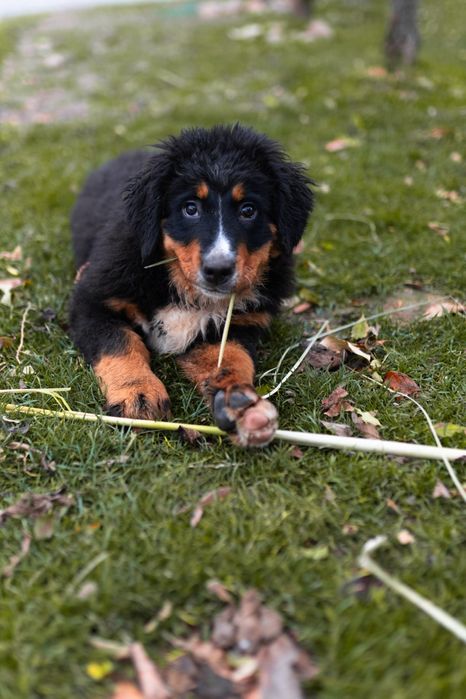 Berneński Pies Pasterski