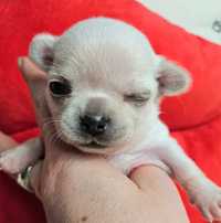 Chihuahua krótkowłosa malutka biała sunia hodowla zarejestrowana