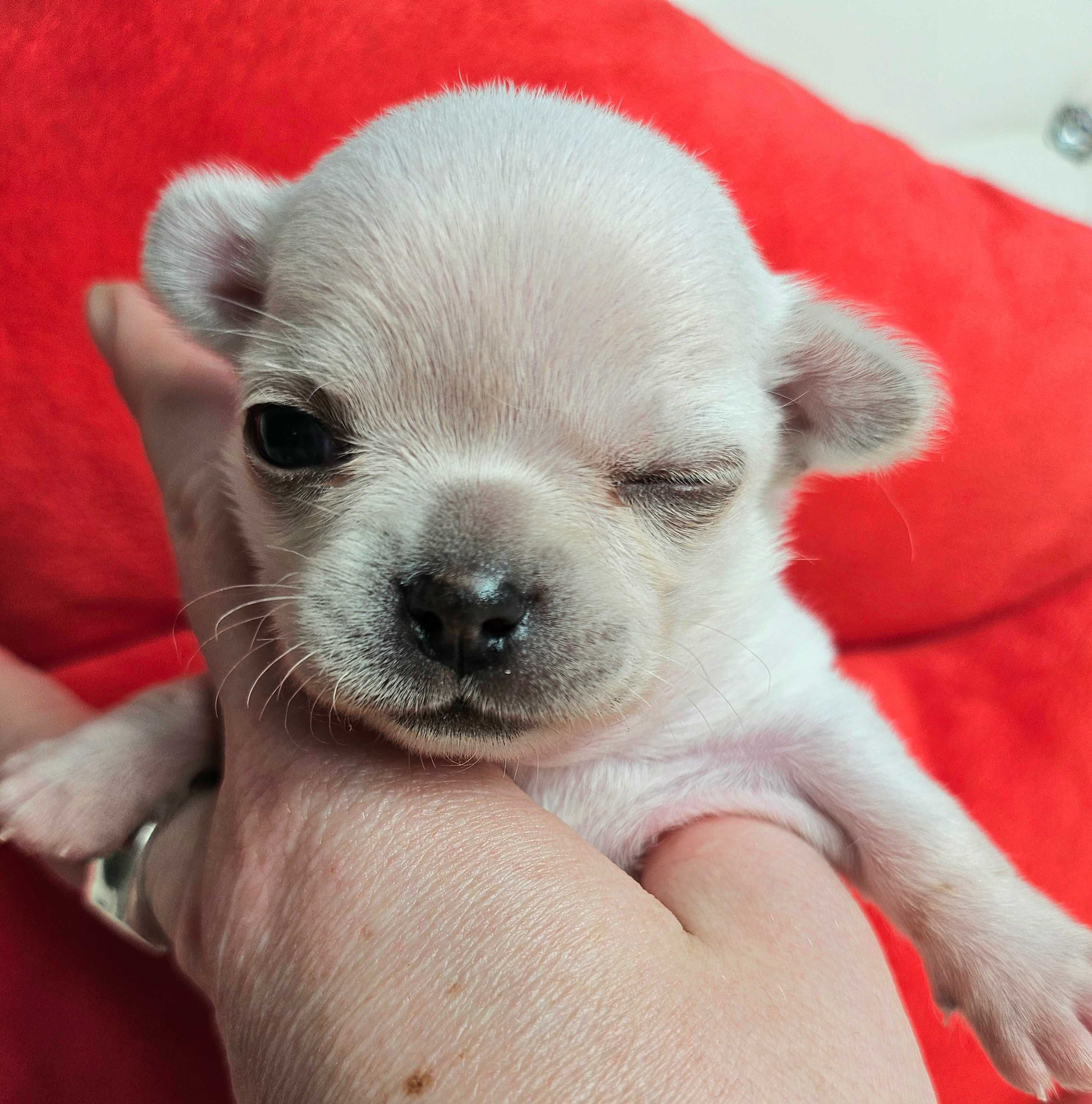 Chihuahua krótkowłosa malutka biała sunia hodowla zarejestrowana