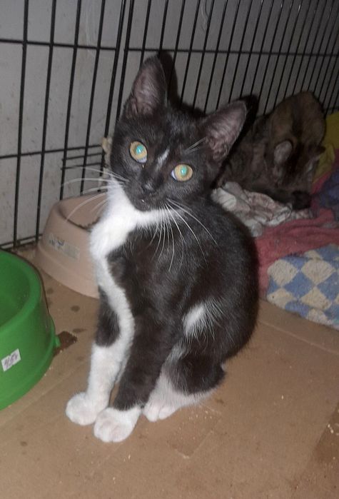 Отдам котёнка-девочку