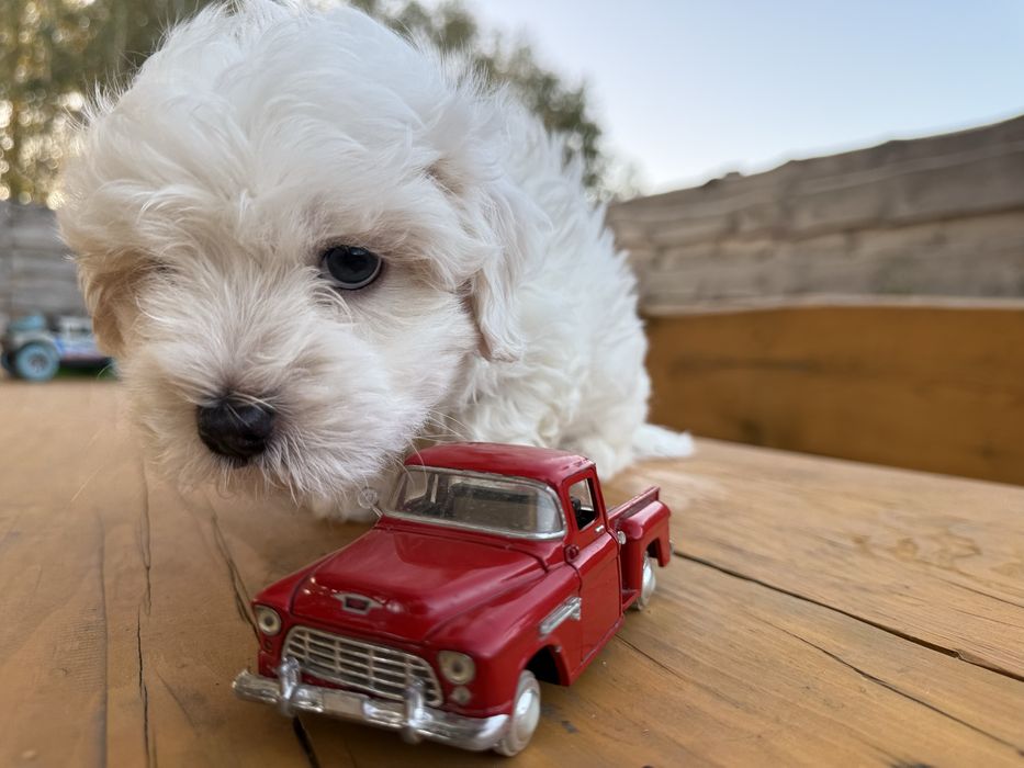 Мальтипу (мальтеза+пудель той,)