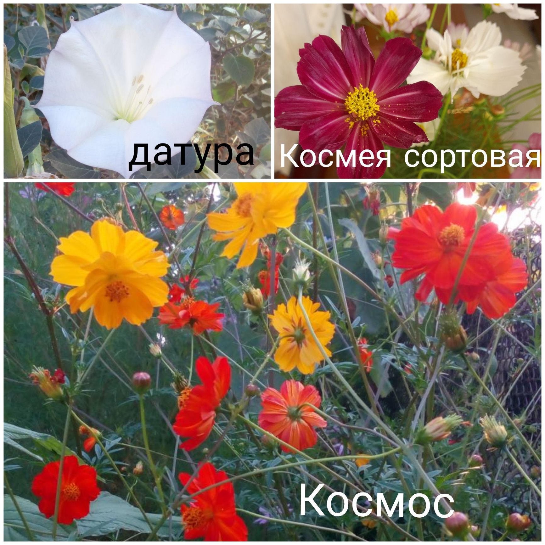 Каталог семян, растения