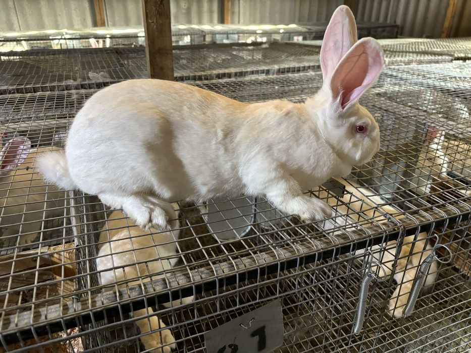 Кролики Термонська біла ( кролі, кроленята, кролиці)