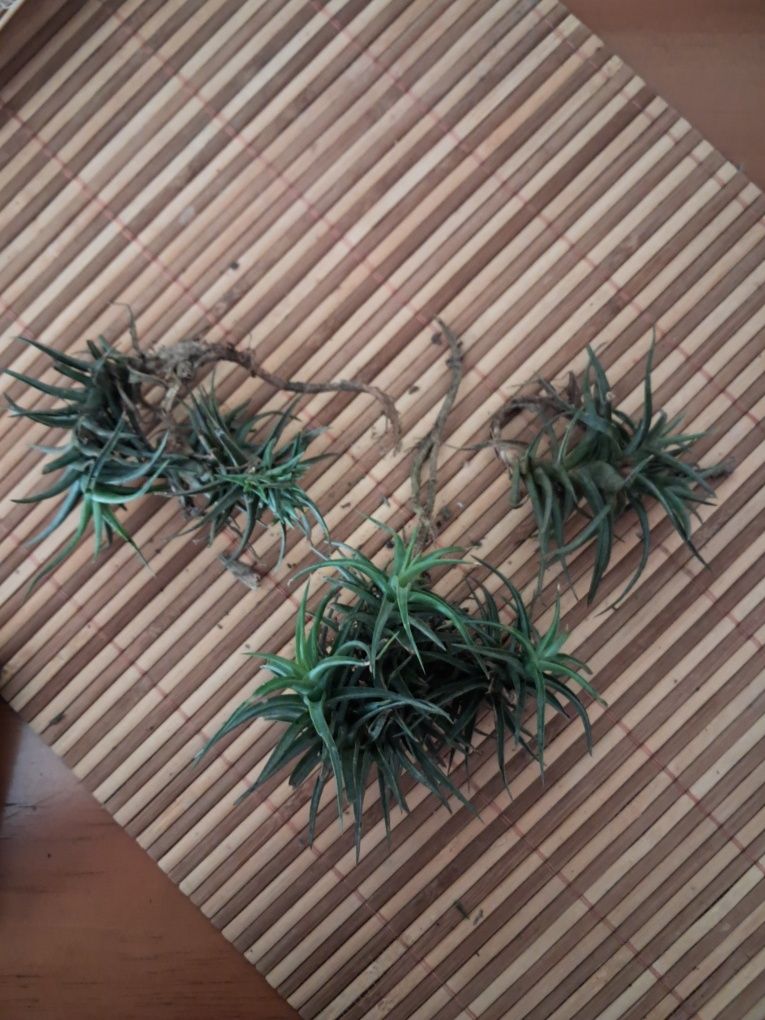 Planta do Ar - Tillandsias