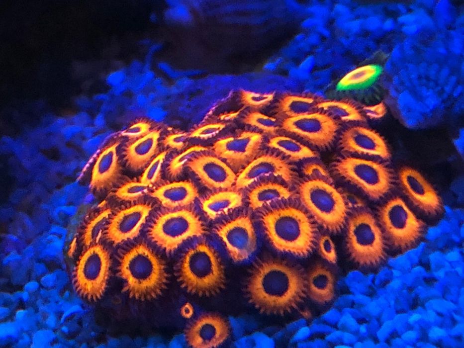 Vendo zoanthus red ked