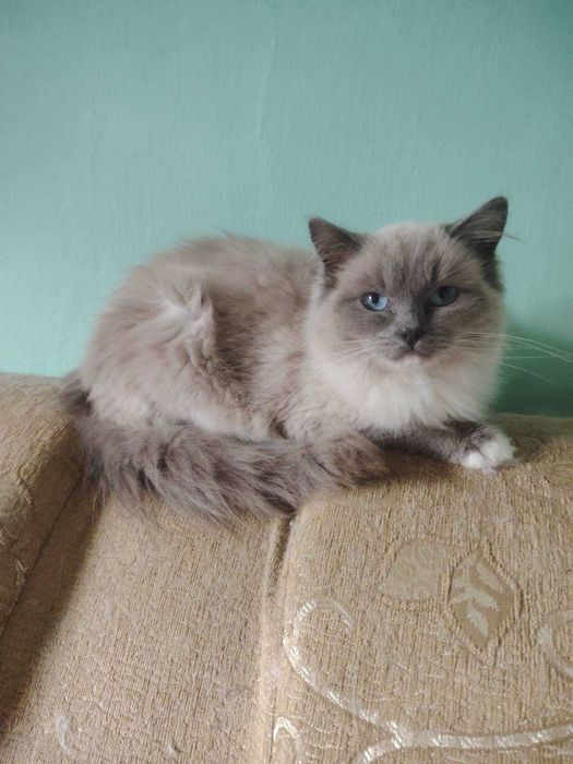 Kotka ragdoll z rodowodem