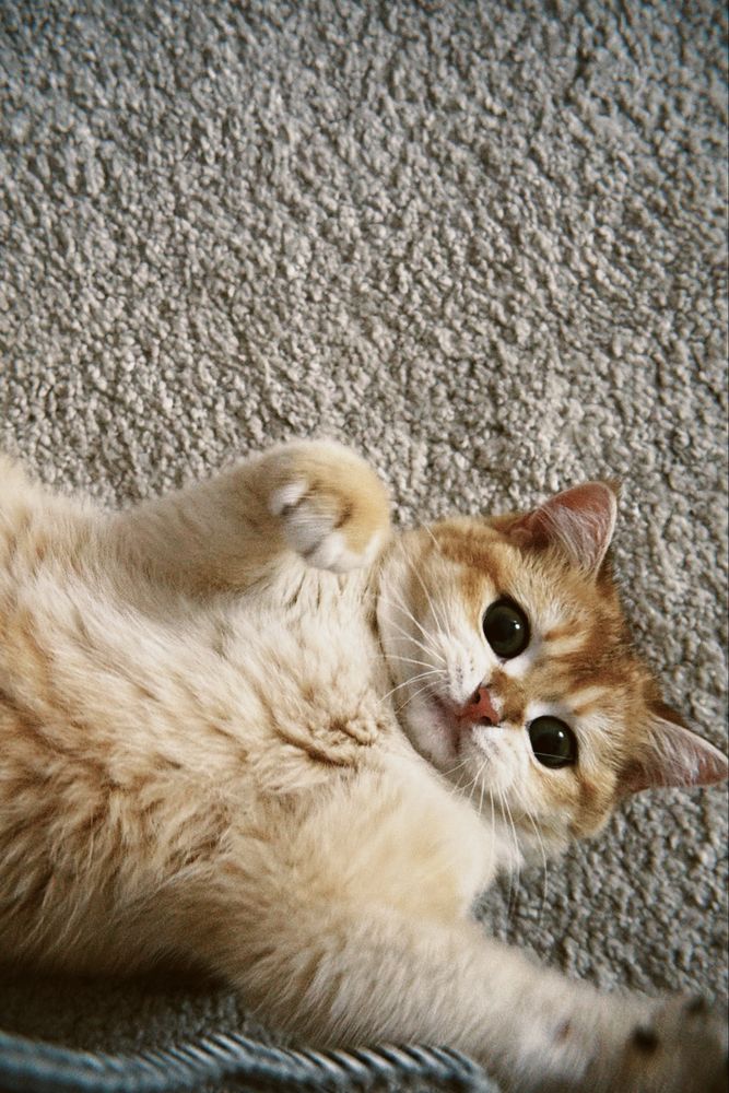 Gatinha british shorthair Golden para Acasalar