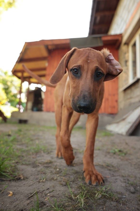 KAPI czeka na adopcję