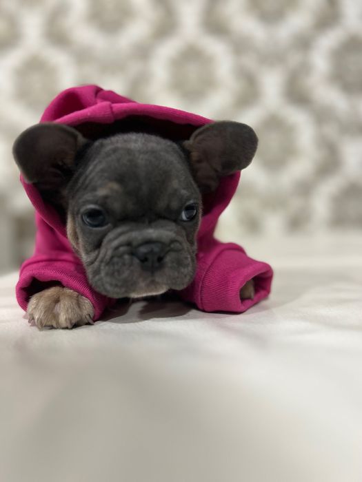 Дівчинка французького бульдогу