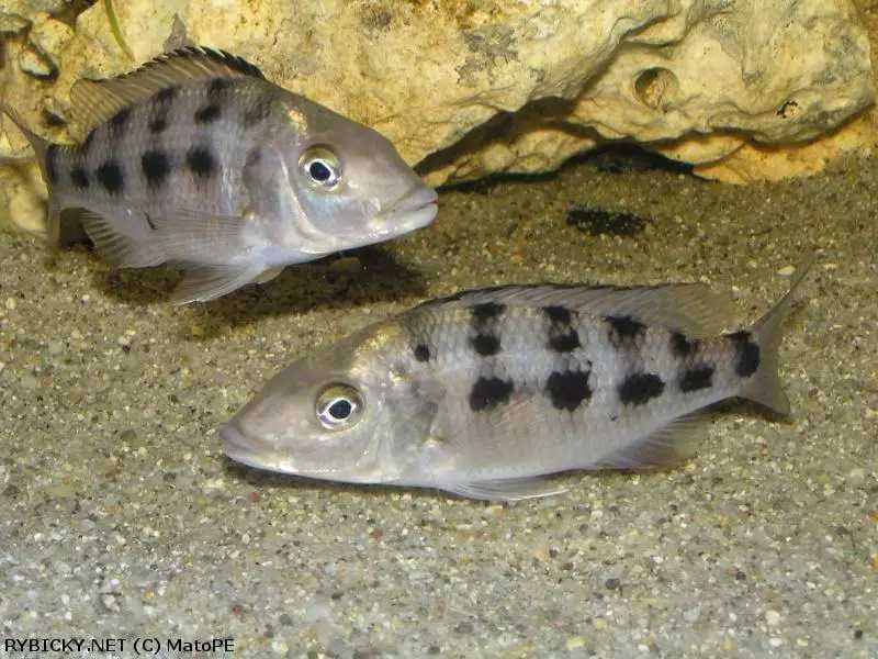 Pyszczaki, Fossorochromis rostratus, wysyłka