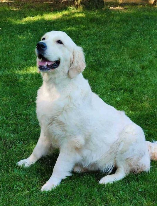 golden retriever