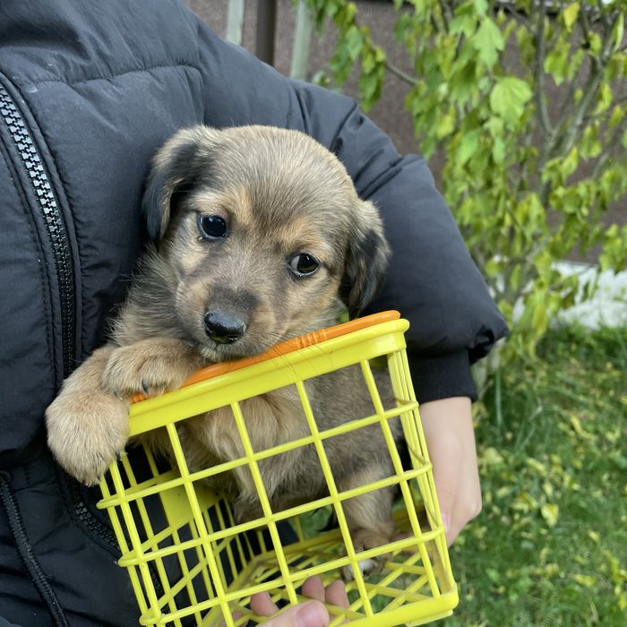 Собачка, дівчинка  ( без породи)