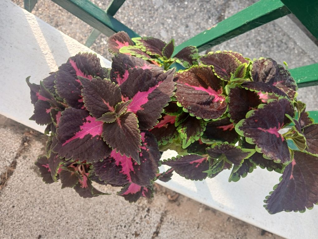 Coleus Solenostemon scutellariodes