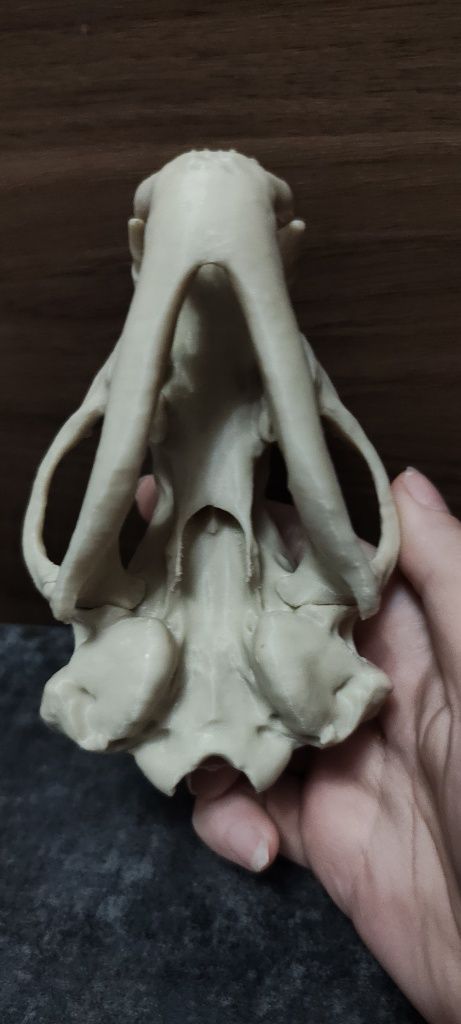 Czaszka borsuk amerykański wydruk 3d