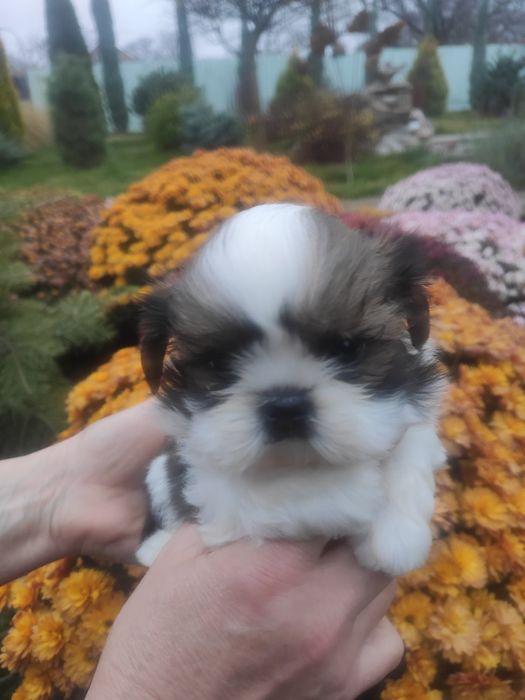 Міні хлопчик Ши-тцу