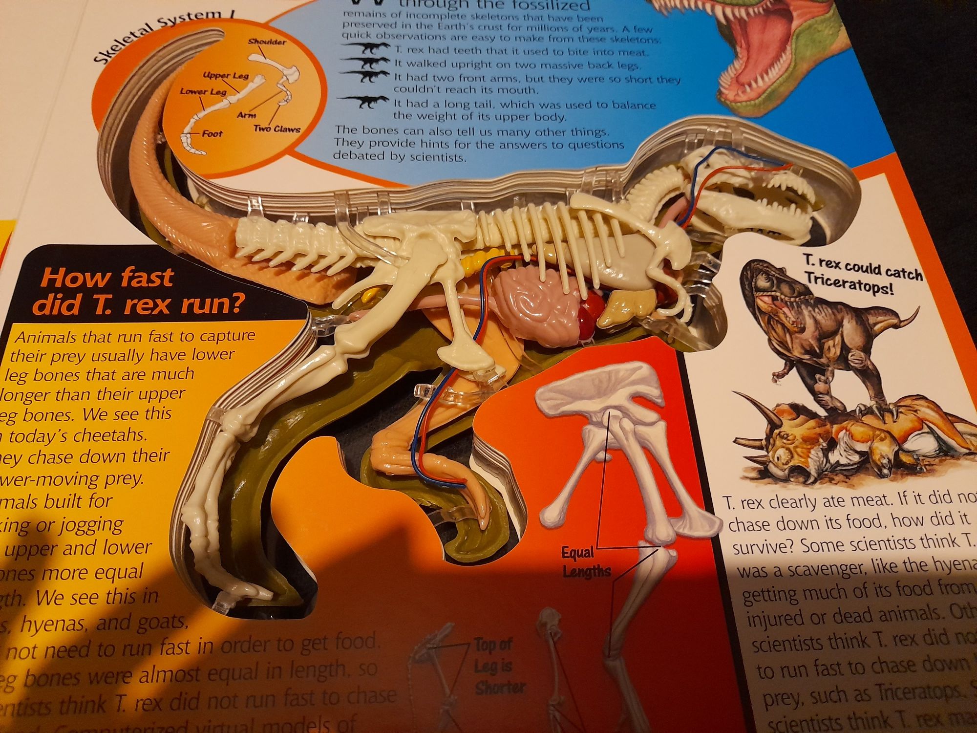 Livro maqueta Dinossauro TRex