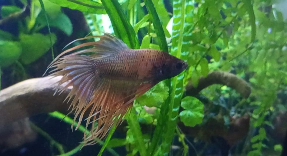 Bojownik strzępiasty crown tail