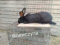 Srokacze niemieckie