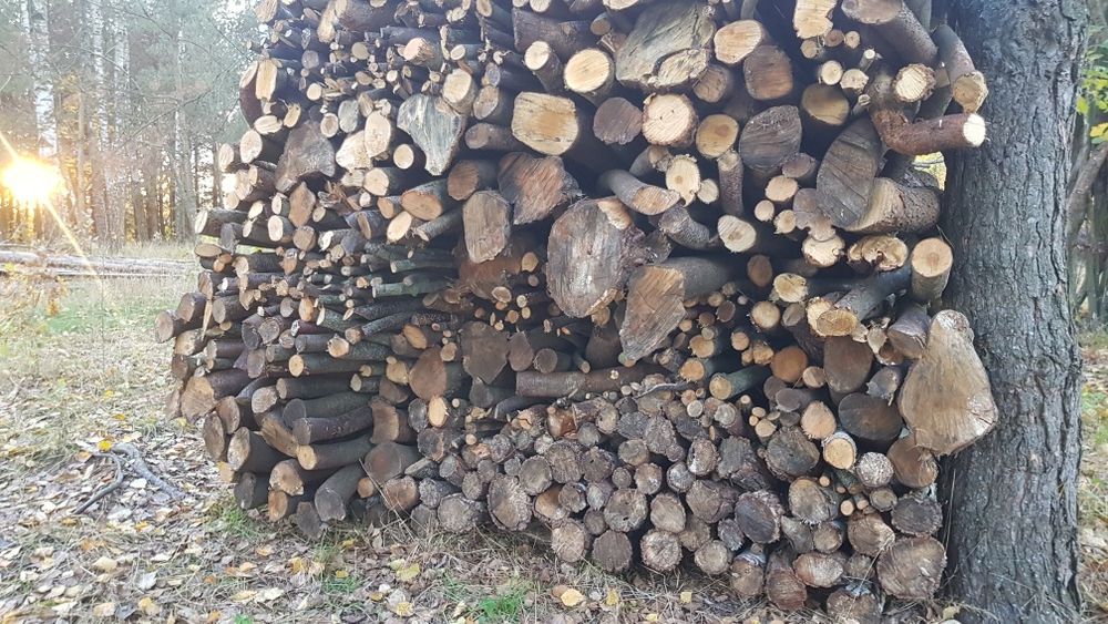 Drewno opał opałowe czeremcha amerykańska do cięcia na krajzedze.