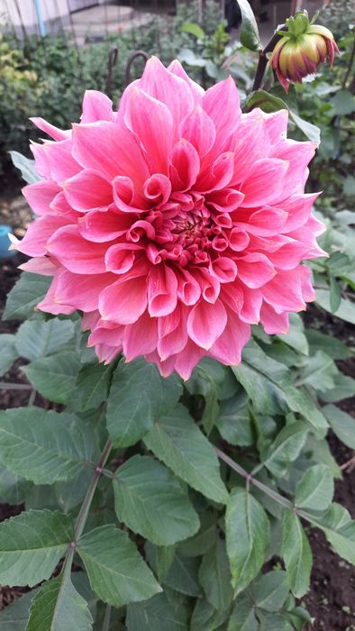 Георгины/Жоржины рассада