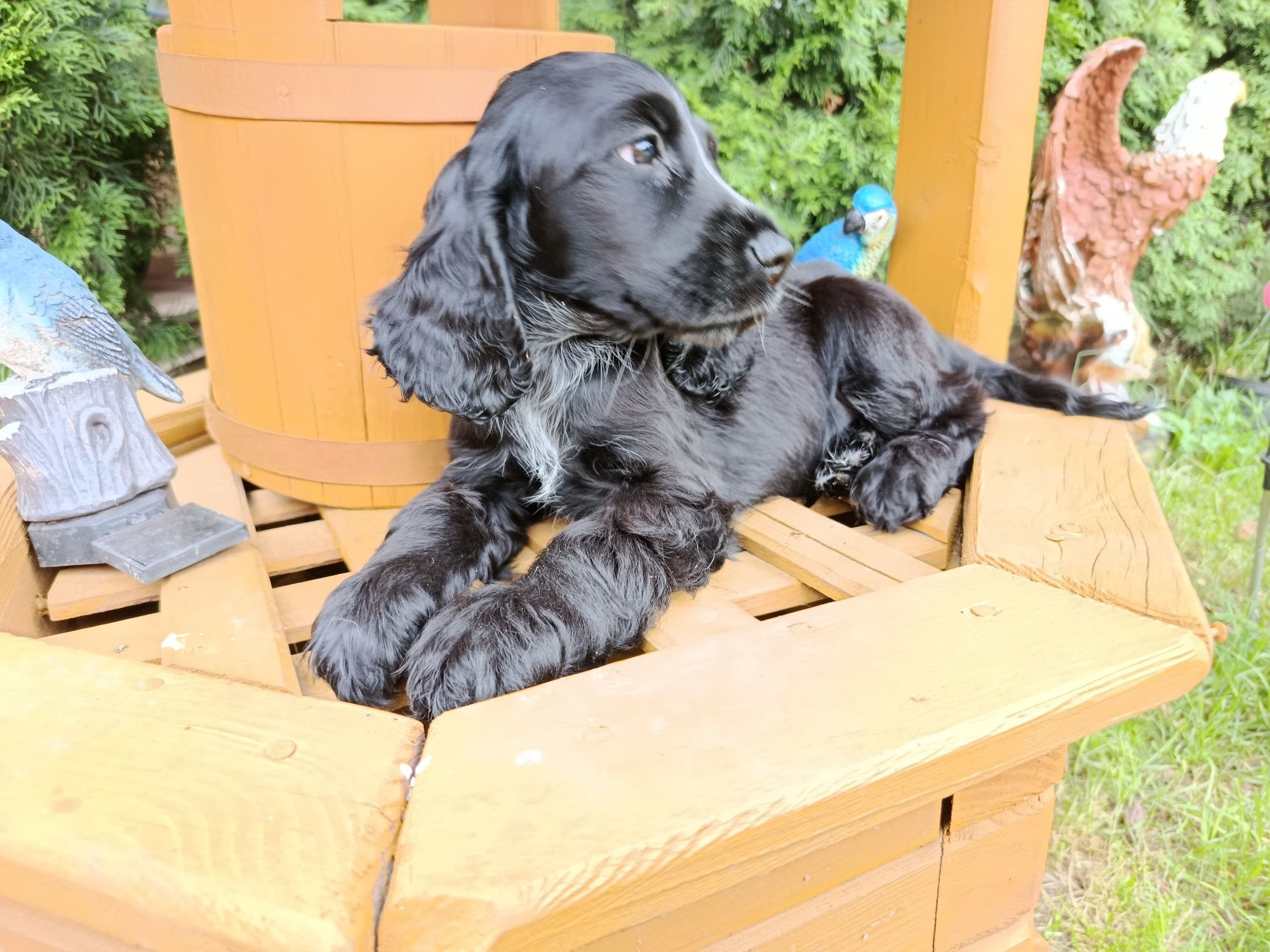 Cocker Spaniel angielski Piesek Rodowód witam posiadam