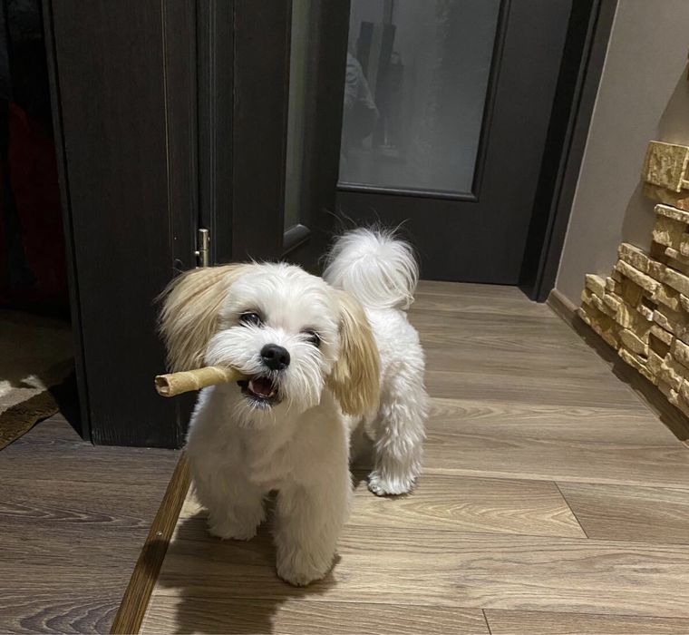 Вязка ищу невесту