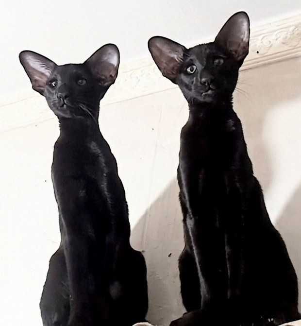 Орієнтальні кошенята