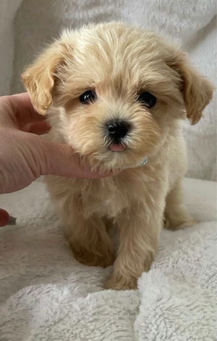 Мальтипу міні преміальне щастячко