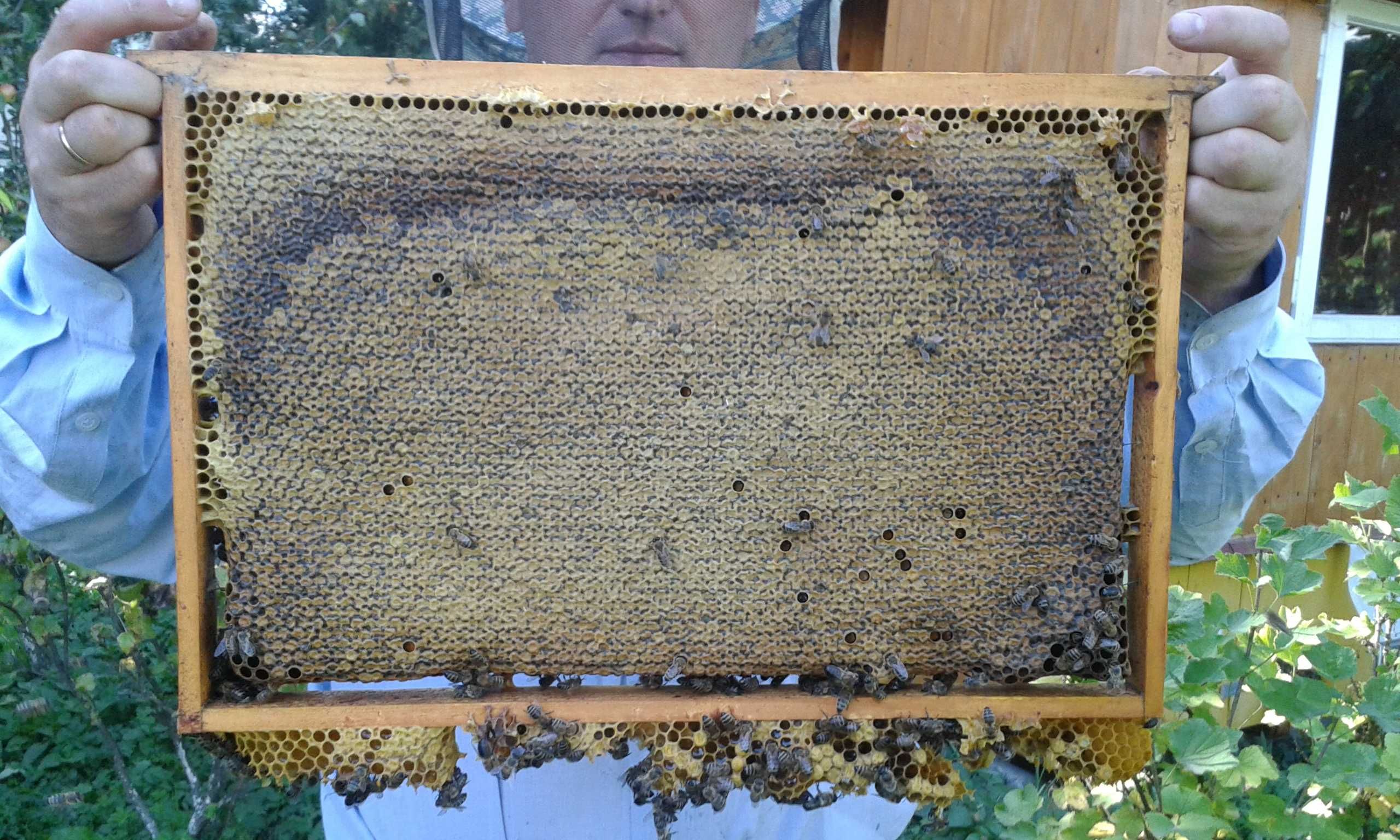 Бджолопакети, відводки, бджолосімї