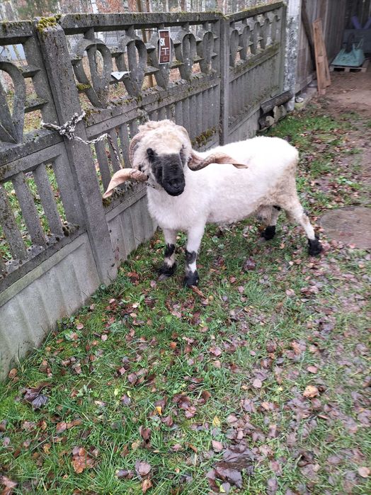 Sprzedam barana Walliserskiego