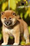 Дуже перспективна дівчинка Шиба іну Сіба іну SHIBA