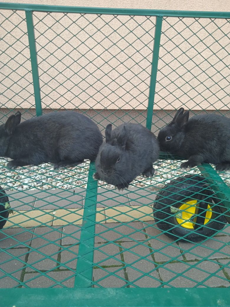 Czarny podpalany i miniaturki
