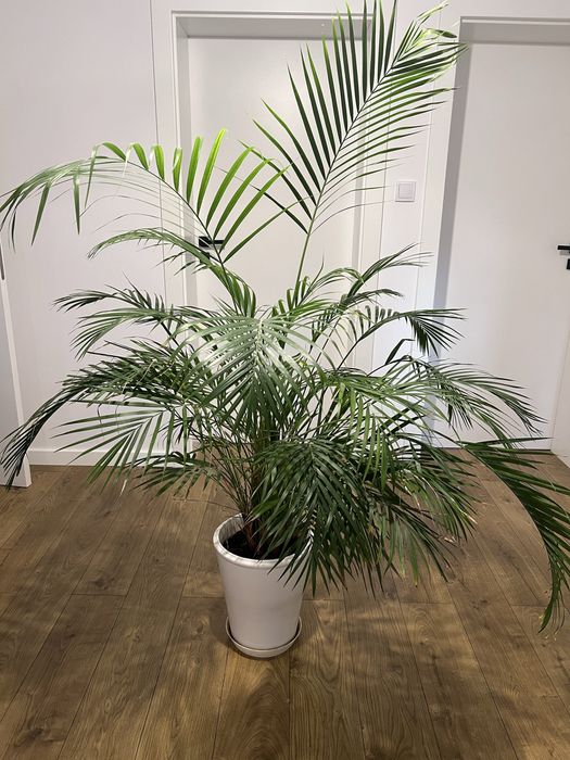 Palma roślina piękna wysoka zdrowa z donicą