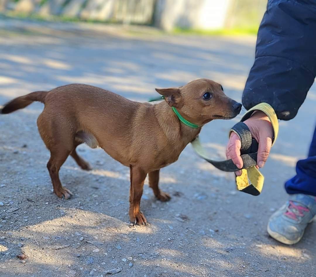 Pedrinho - cão mini para adoção