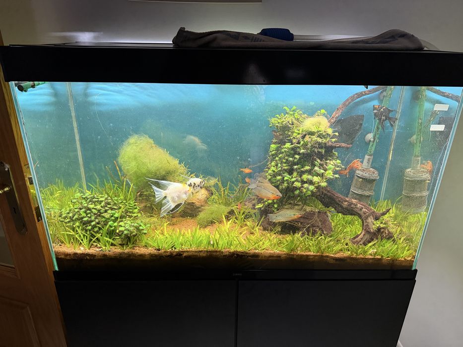 Aquário completo 200L com móvel