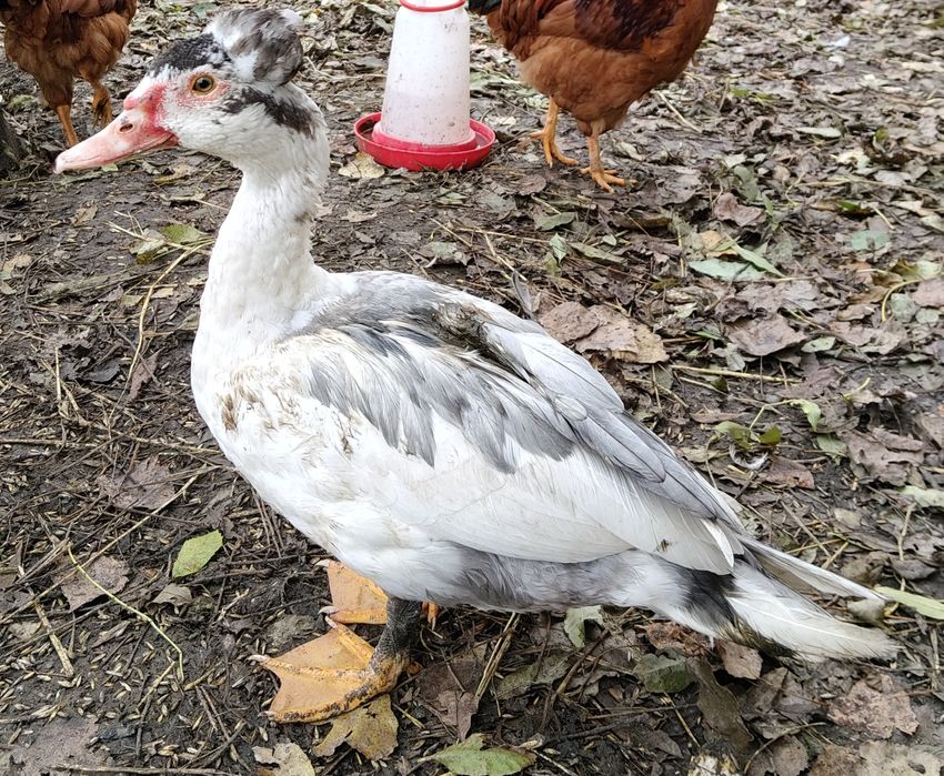 Sprzedam kaczora francuskiego