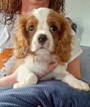 Cavalier King Charles Spaniel samiec rodowód