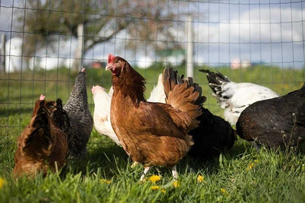 Młode kury nioski Rosa kurka idealana na wybieg