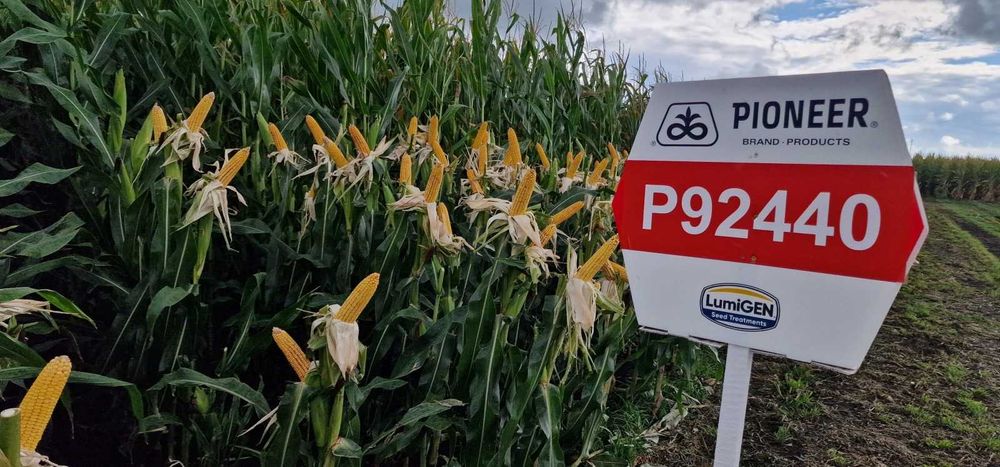 Dystrybutor PIONEER - kukurydza nasiona kukurydzy odmiana P9241