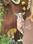Fajny biało-liliowy chłopak chihuahua FCI