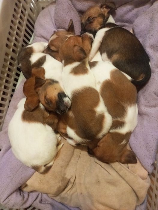 Продаю щенят порода Джек Рассел