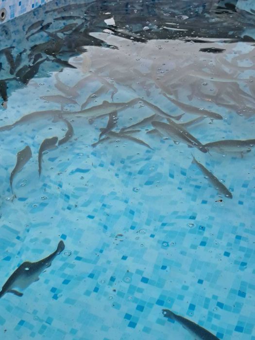 Pstrąg tęczowy 300/400