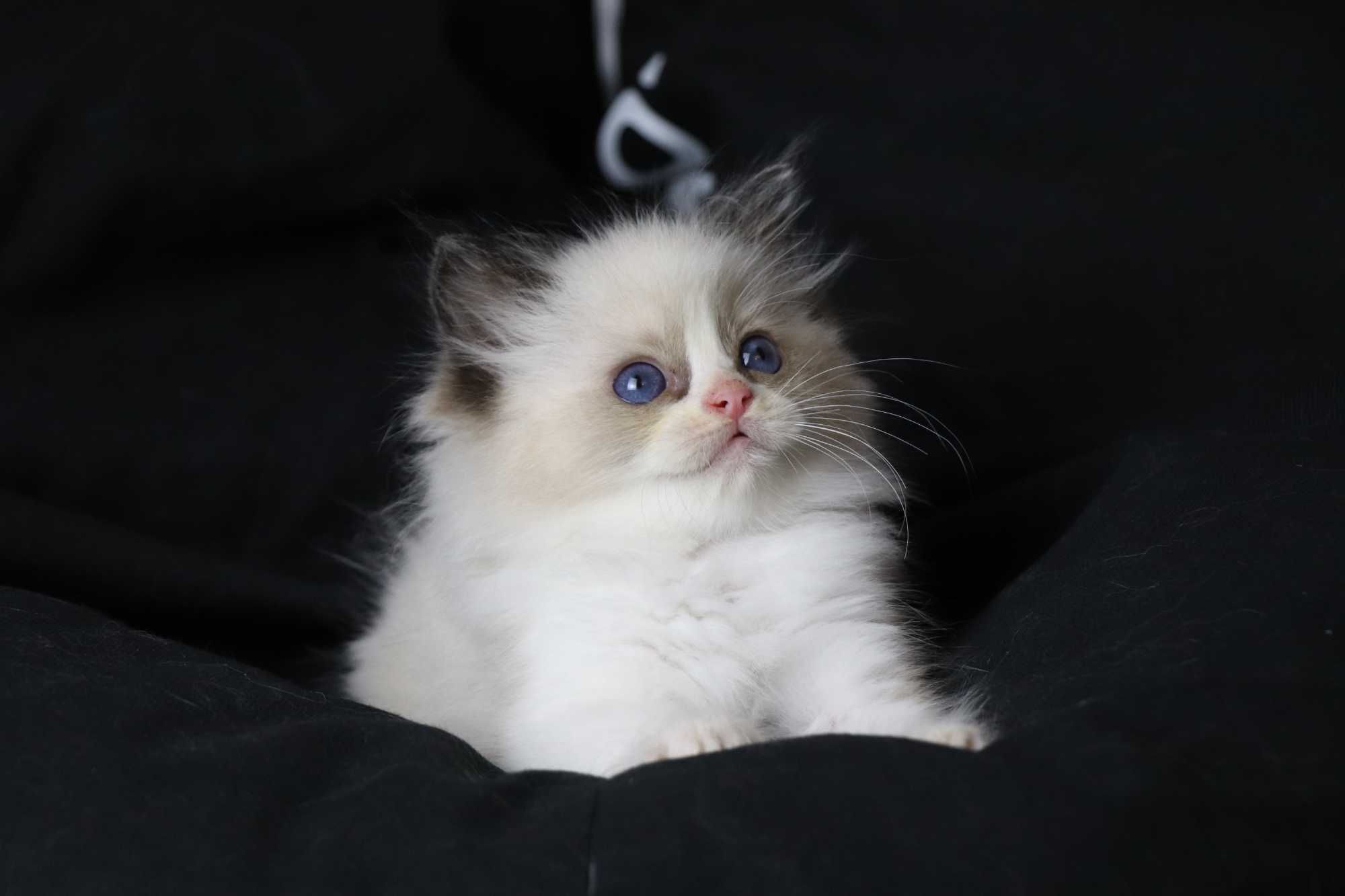 kociakk rasy ragdoll