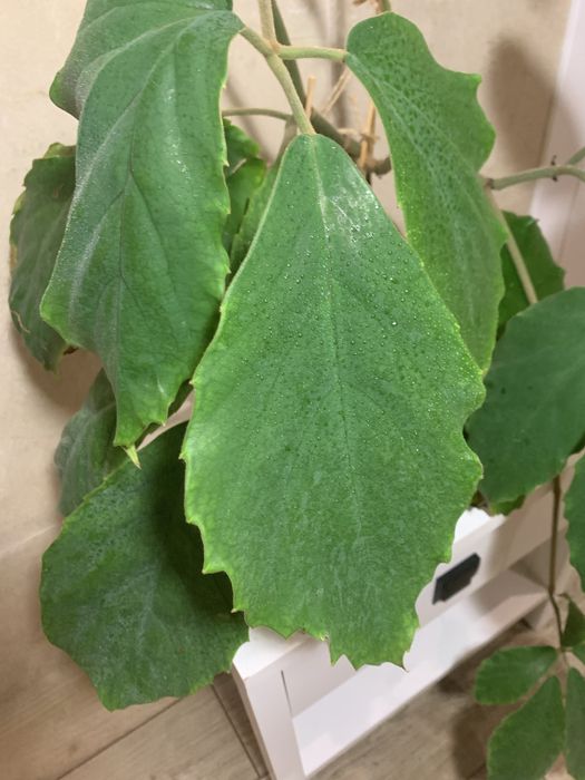 Спатіфілум Діамант, Тетрастігма, філодендрон Дарк