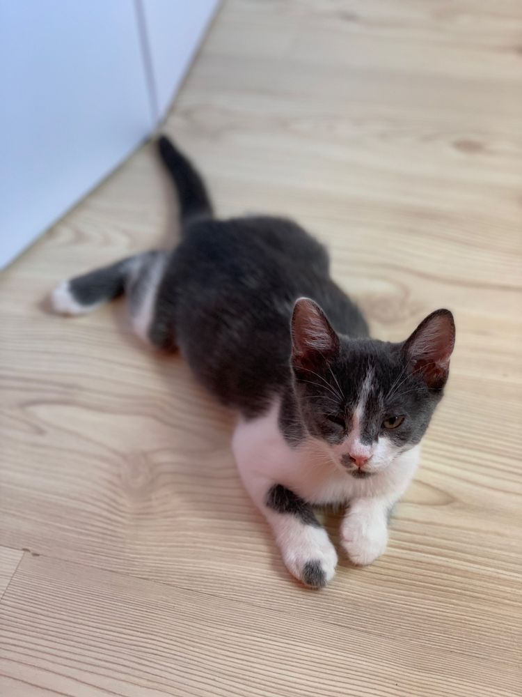 Грайливе кошеня кіт котик кот котенок