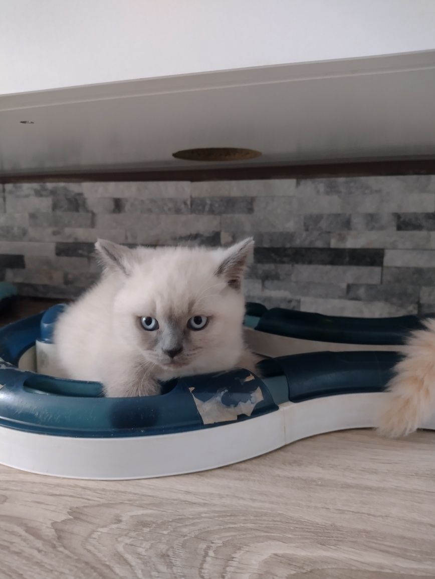 Kocięta brytyjskie gotowe do odbioru
