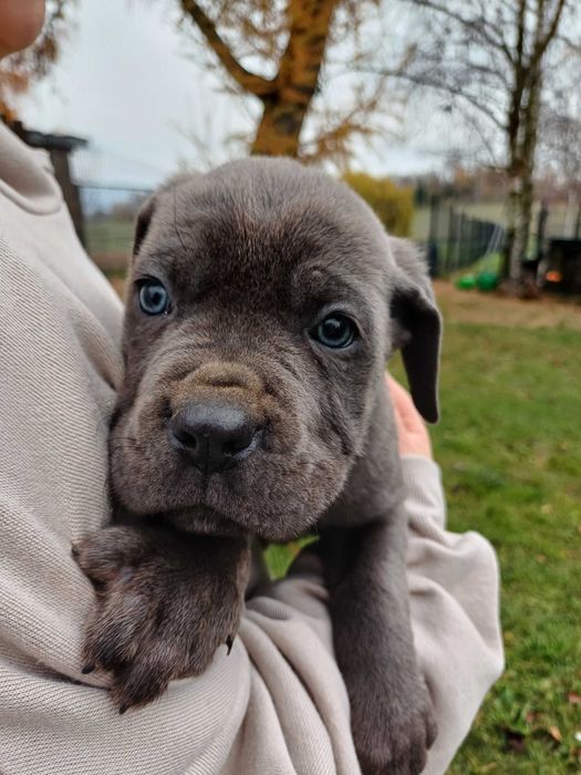 Cane Corso pies błękitny pręgowany
